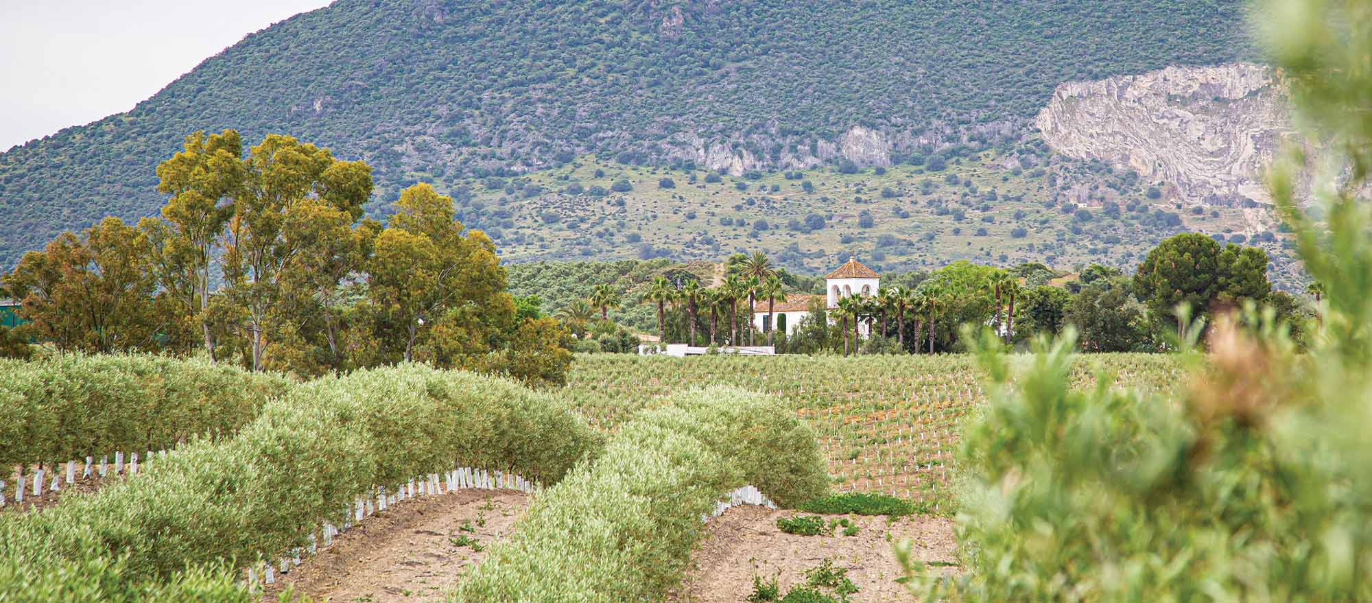 Contact-Us-Olive-Groves Contact-Us-Olive-Groves