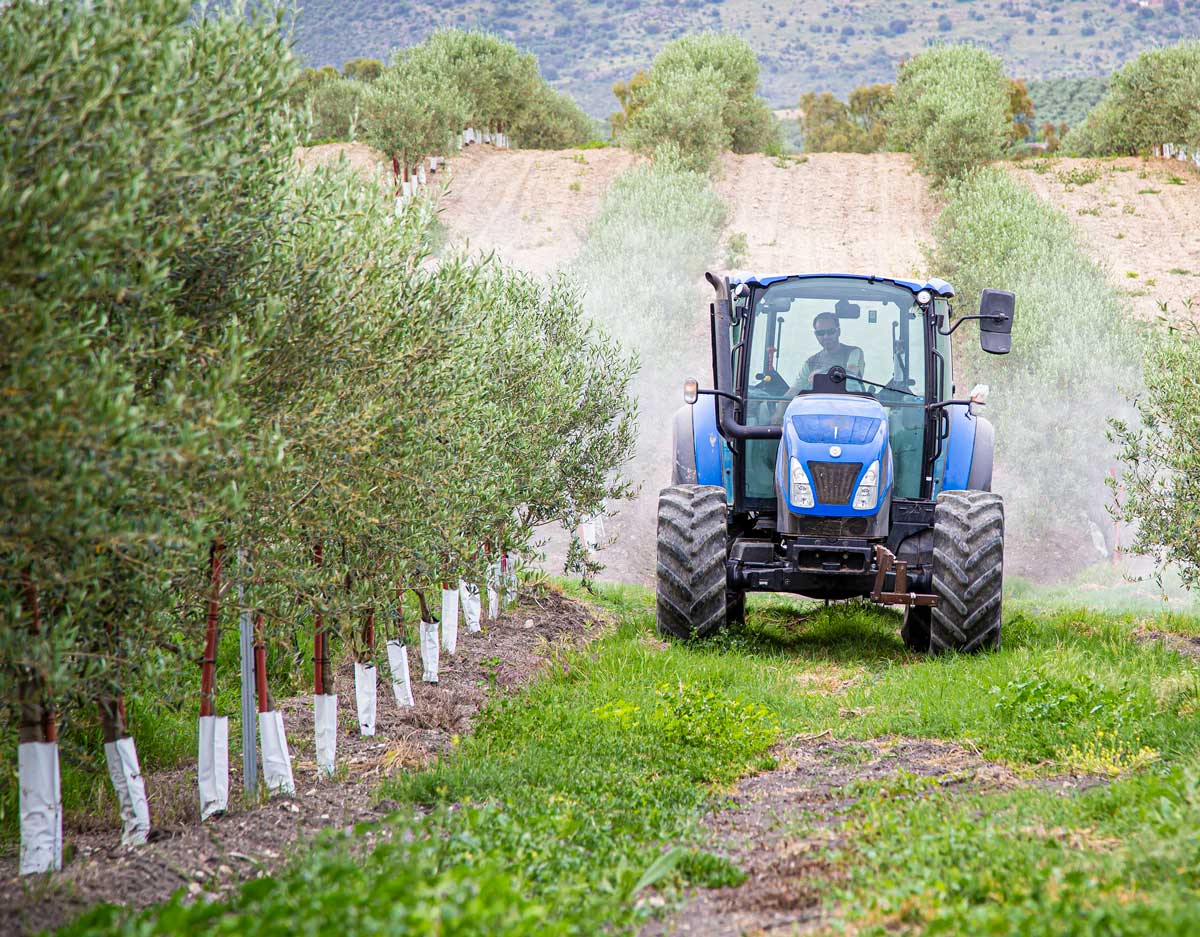 Our Olive Harvesting